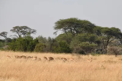 DSC_3381 (Large).JPG